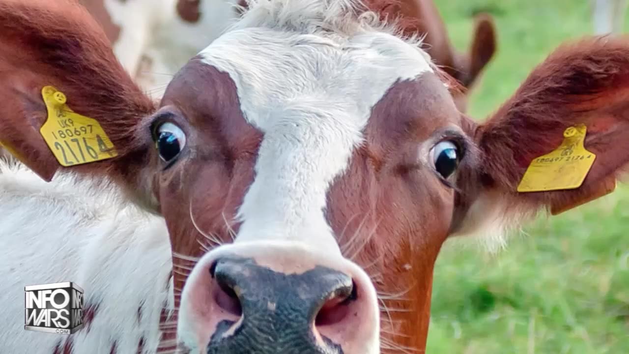 Bill Gates: Fix the Cows: Put Spike Protein in ‘Beef’