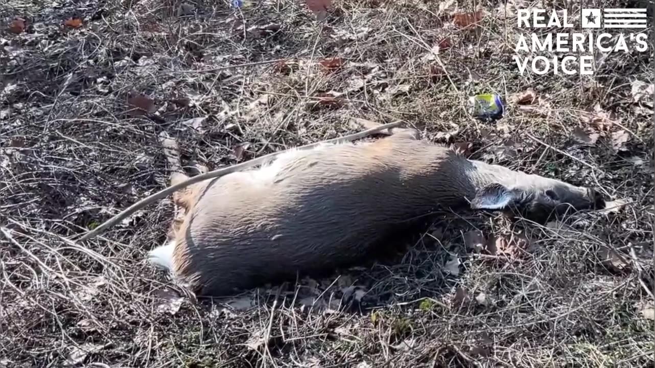 Are dead deer found downstream in East Palestine, other creatures not eating them? [VIDEO]